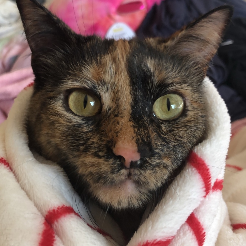 Meet your Posher, Ella